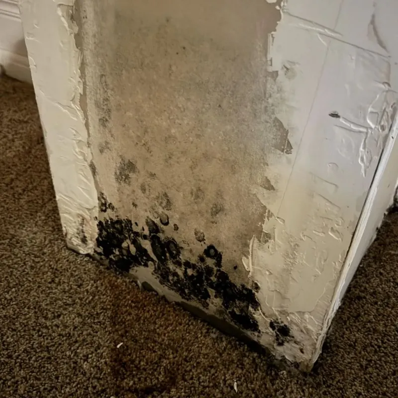 Professional Mold Removal in Annetta, TX